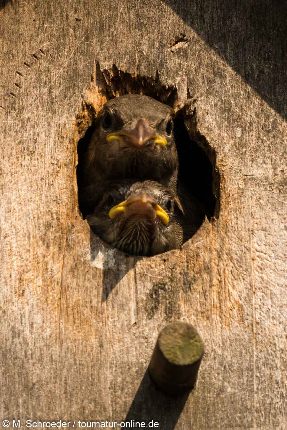 junge Haussperling - house sparrow (Passer domesticus)