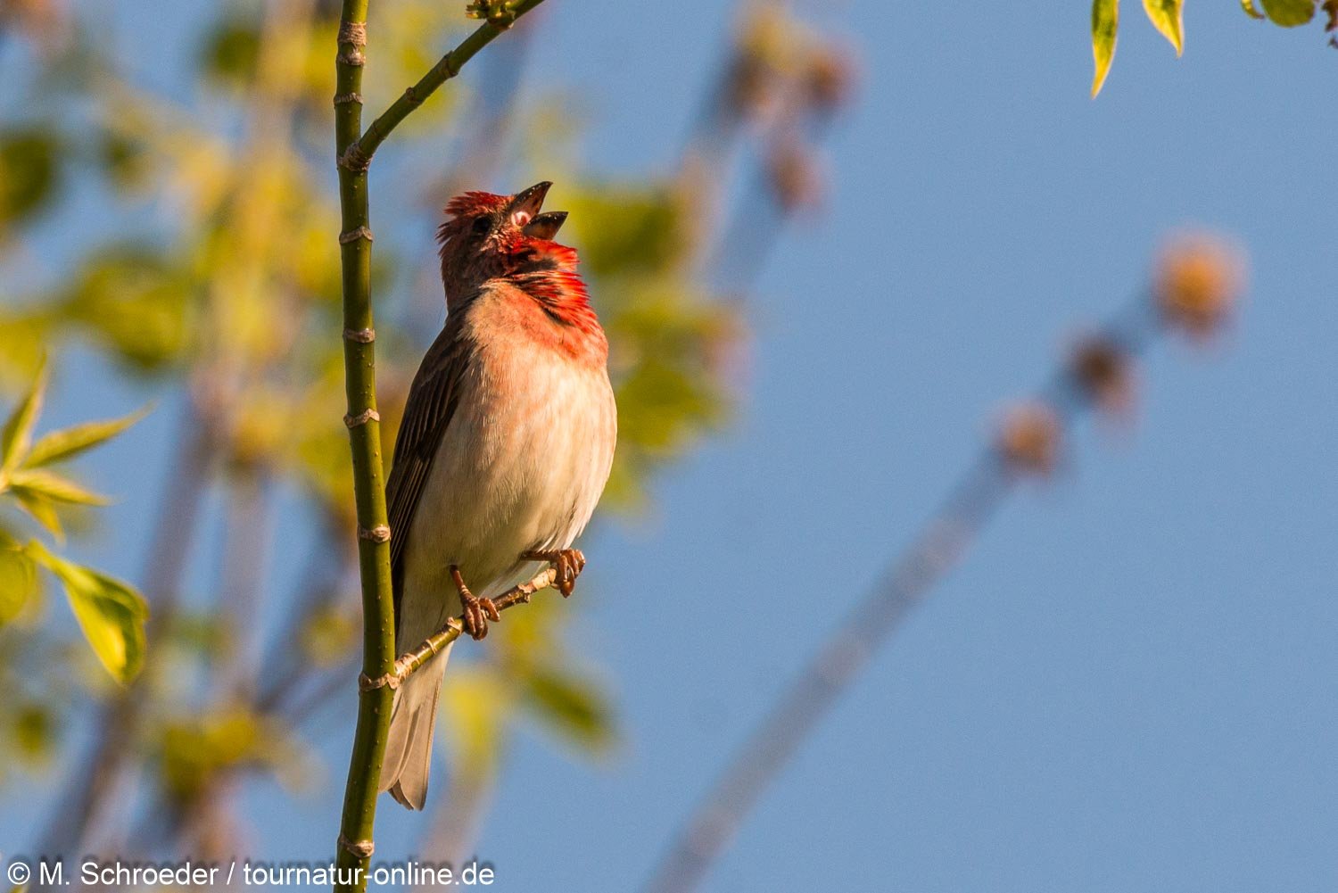 Karmingimpel / common rosefinch (Carpodacus erythrinus)