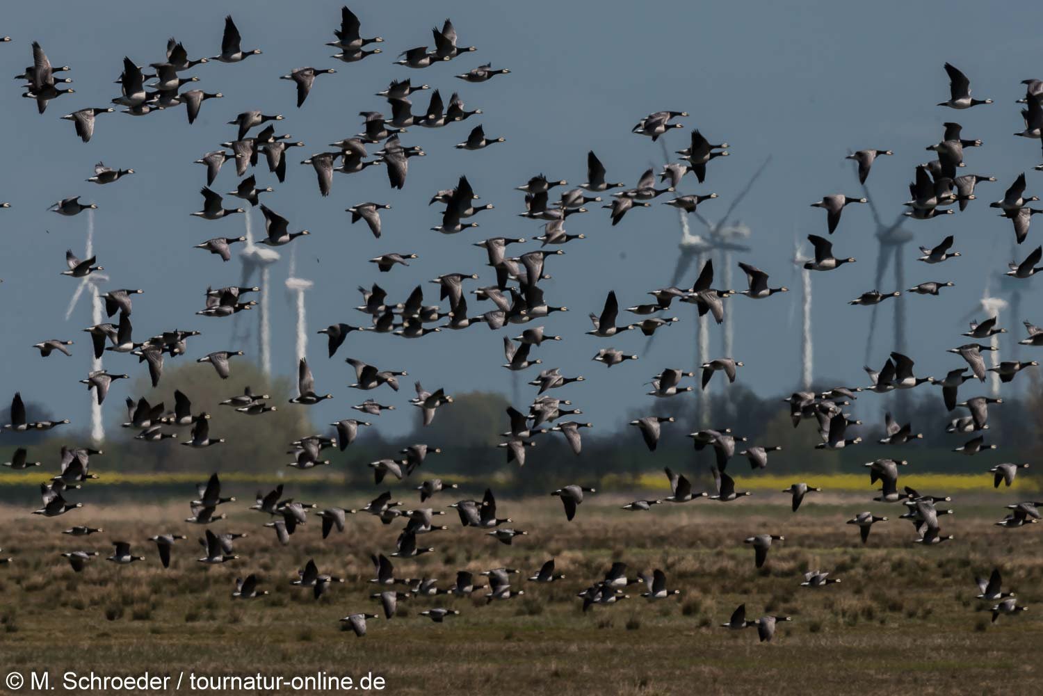 Weißwangengans - Nonnengans - barnacle goose (Branta leucopsis) 