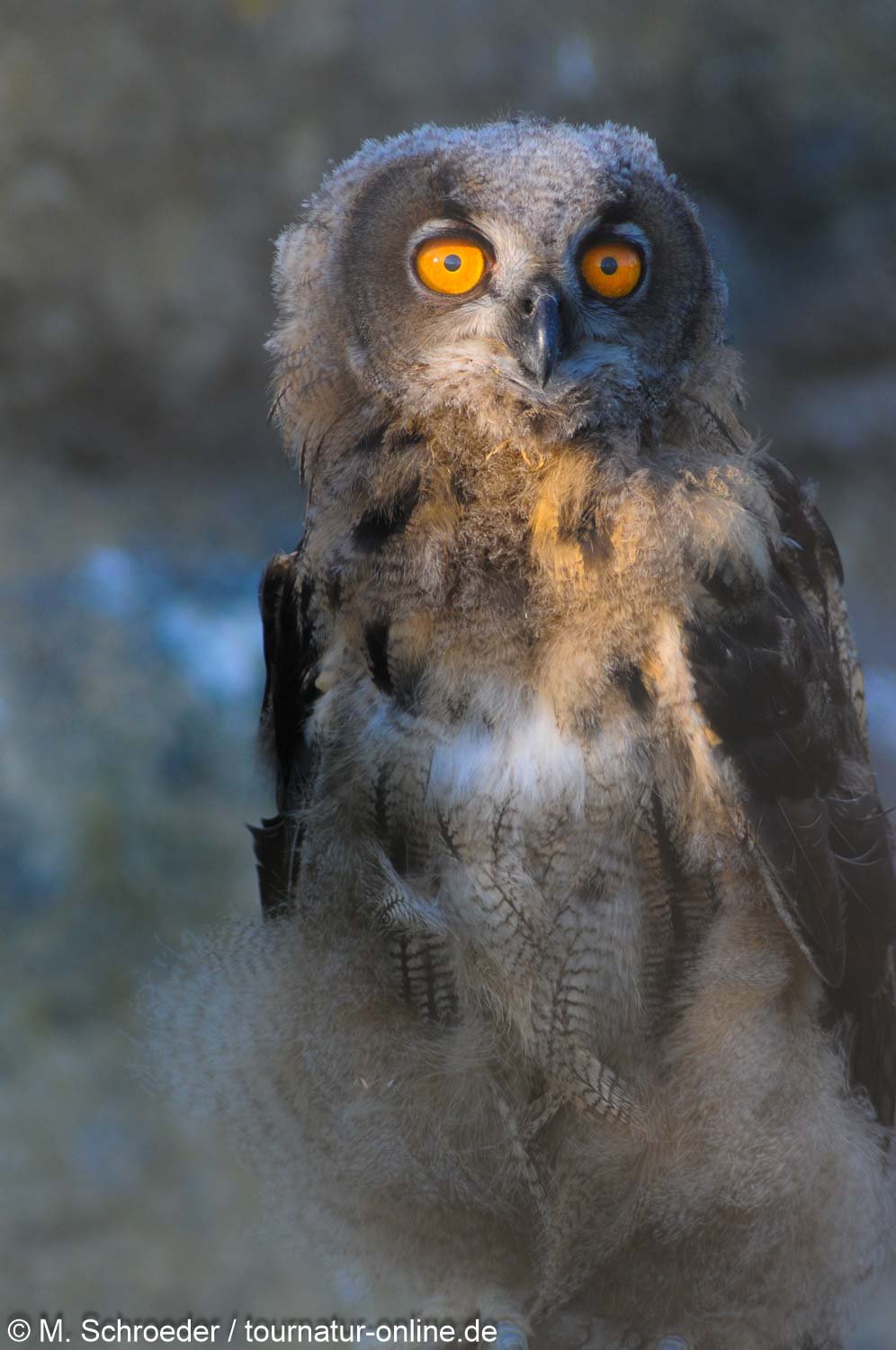junger Uhu - Eurasian eagle-owl (Bubo bubo)