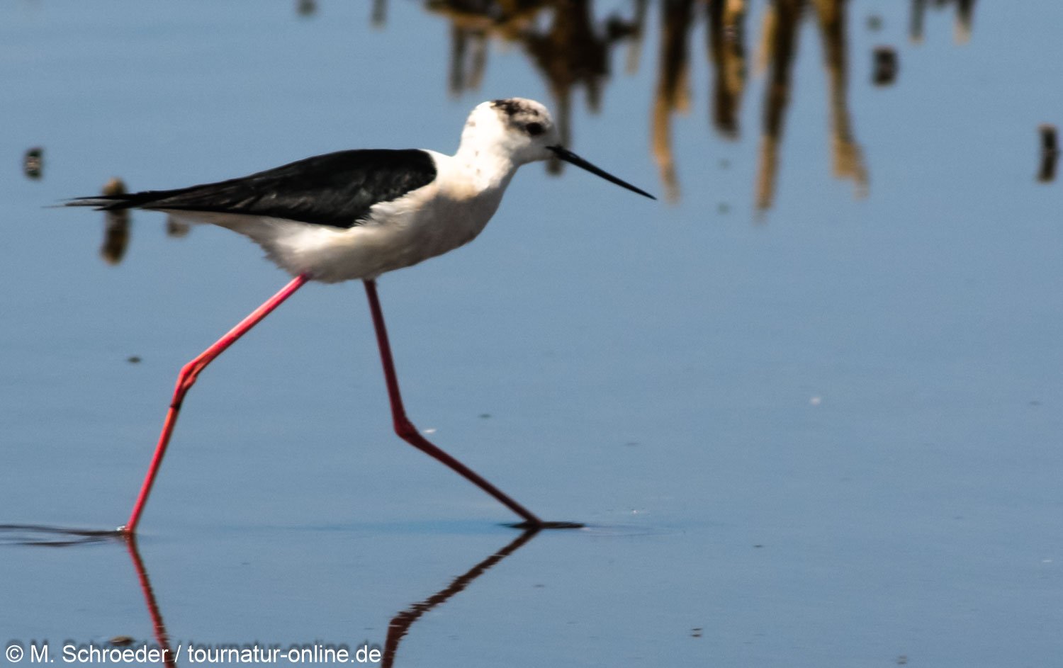 Stelzenläufer - Black-winged stilt (Himantopus himantopus)