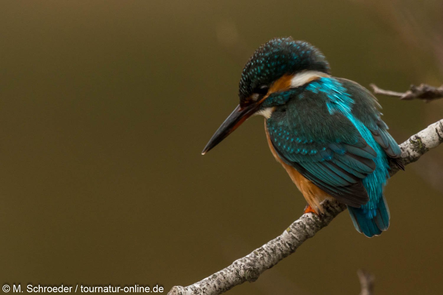 Eisvogel - Kingfisher (Alcedo atthis) im Ebro Delta