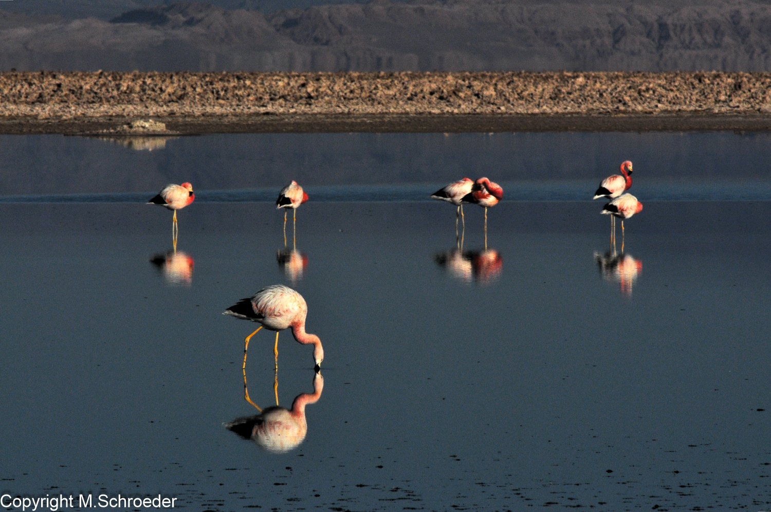Flamingos im Salar de Atacama