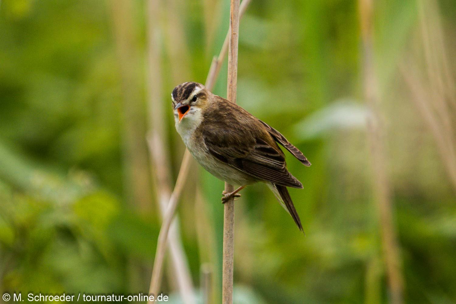 Schilfrohrsänger - (Acrocephalus schoenobaenus) 