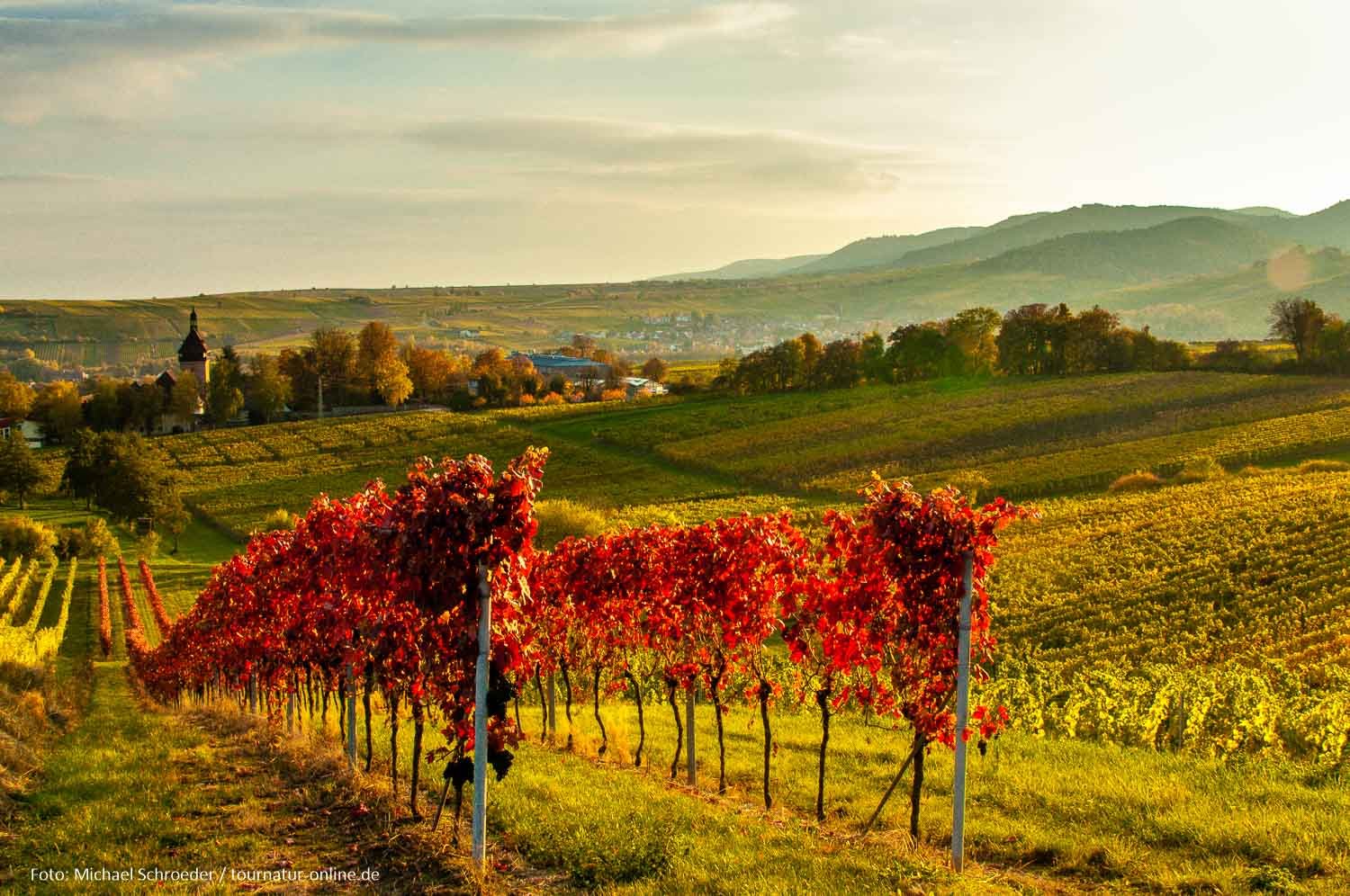 - Goldener Oktober im Weinland Pfalz