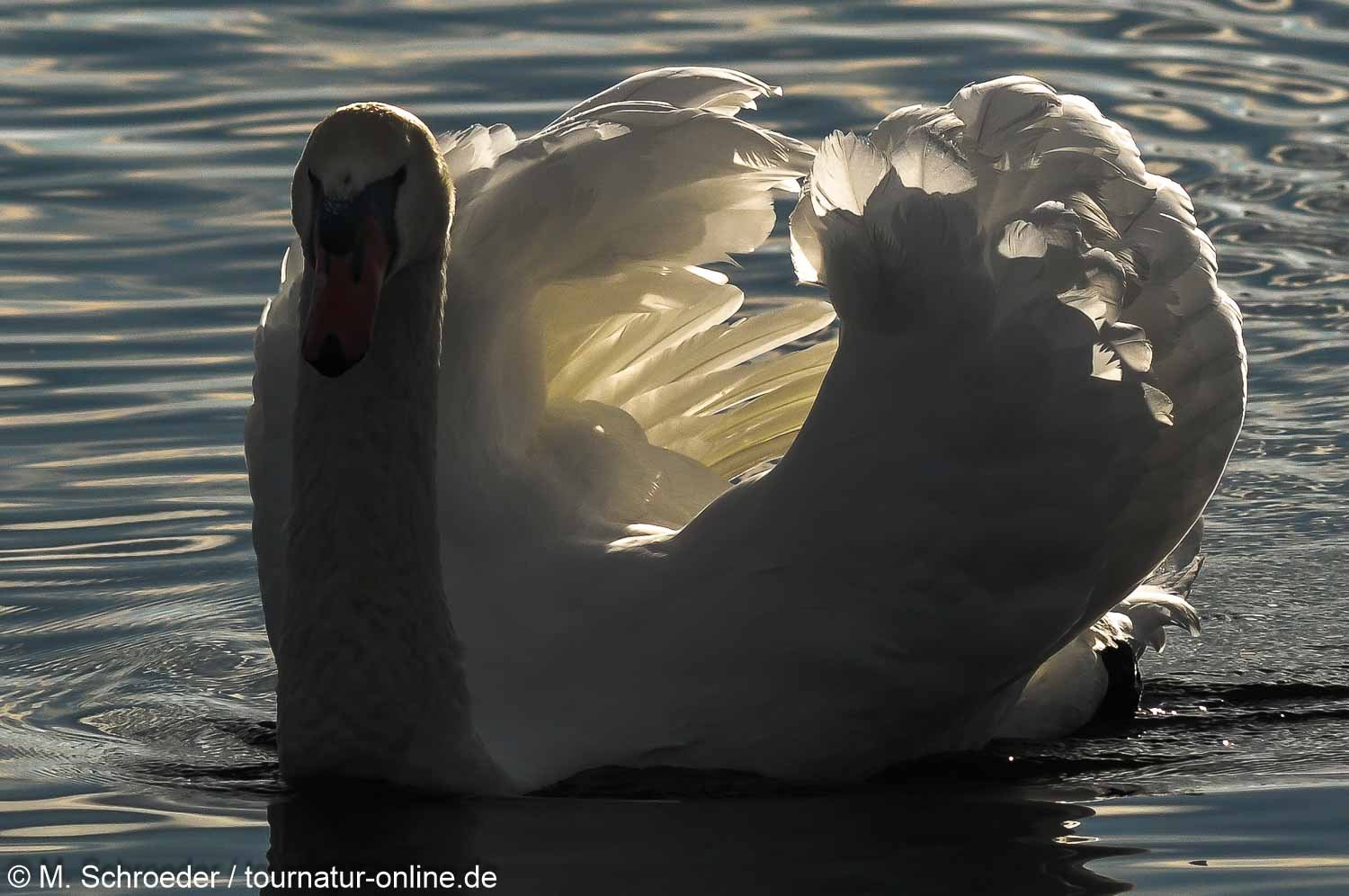 Höckerschwan - mute swan (Cygnus olor) 