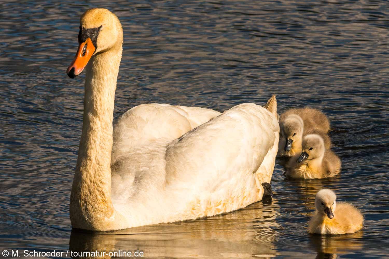 Höckerschwan - mute swan (Cygnus olor) 
