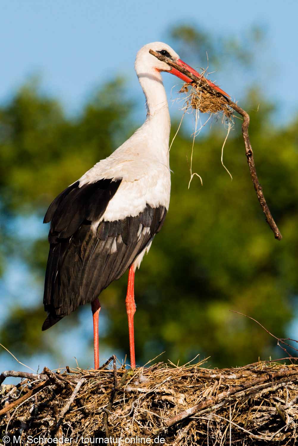 Weißstorch - white stork (Ciconia ciconia) 
