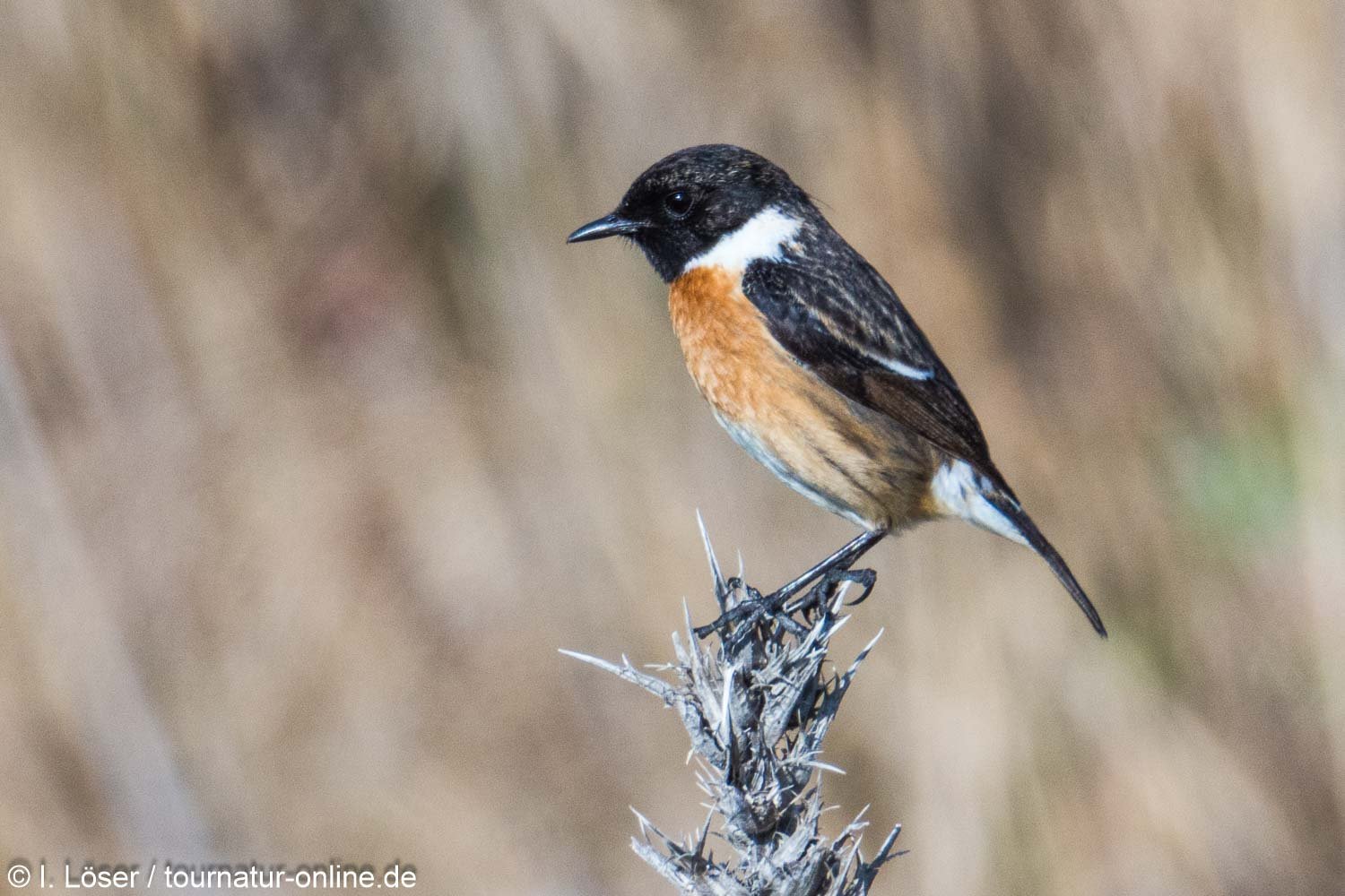 Schwarzkehlchen - European stonechat (Saxicola rubicola)
