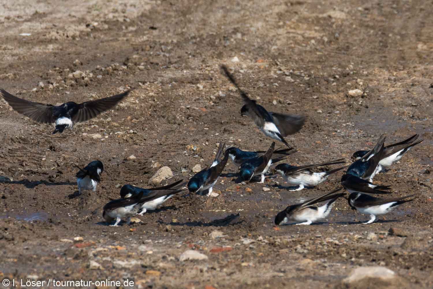 Mehlschwalbe - common house martin (Delichon urbicum)