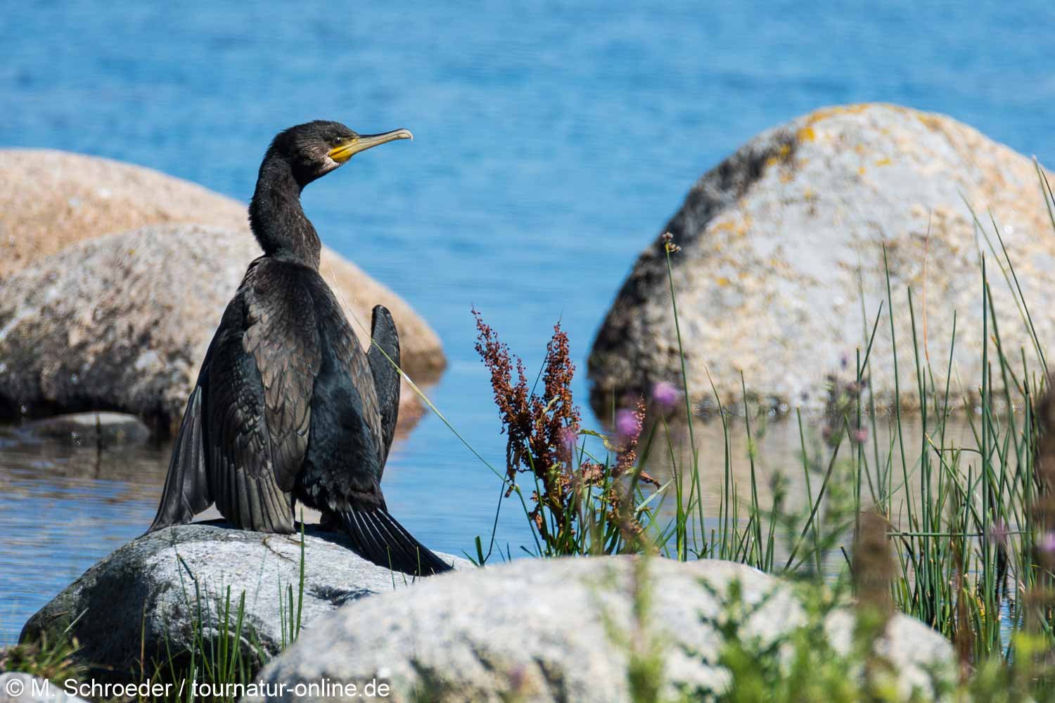 great cormorant (Phalacrocorax carbo)