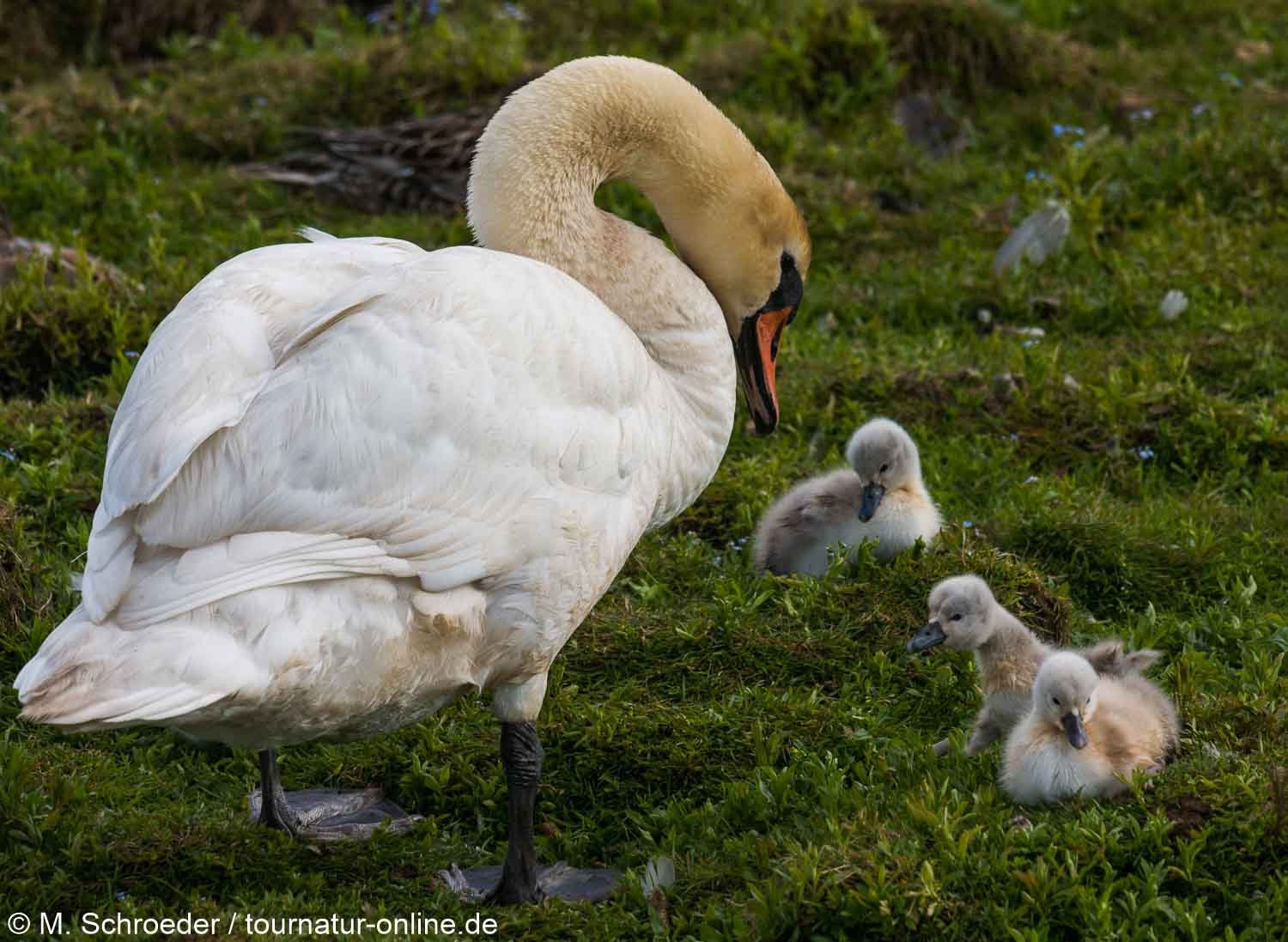 Höckerschwan - mute swan (Cygnus olor) 