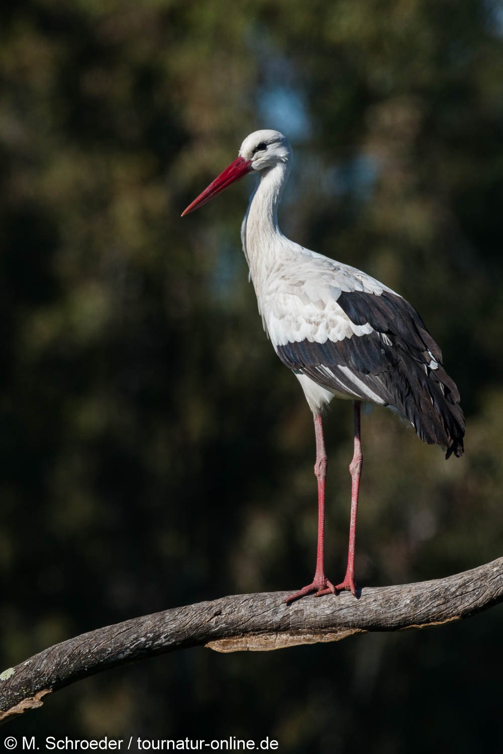 Weißstorch - white stork (Ciconia ciconia) 