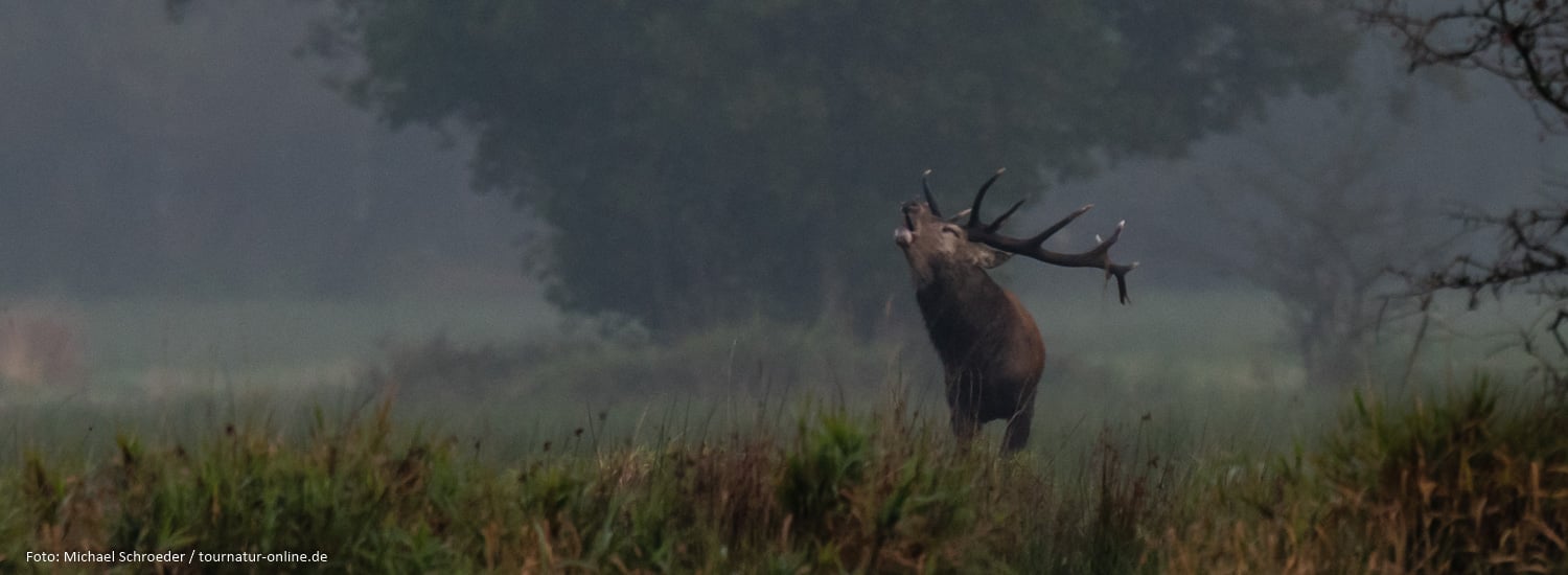 - Hirschbrunft im Duvenstedter Brook