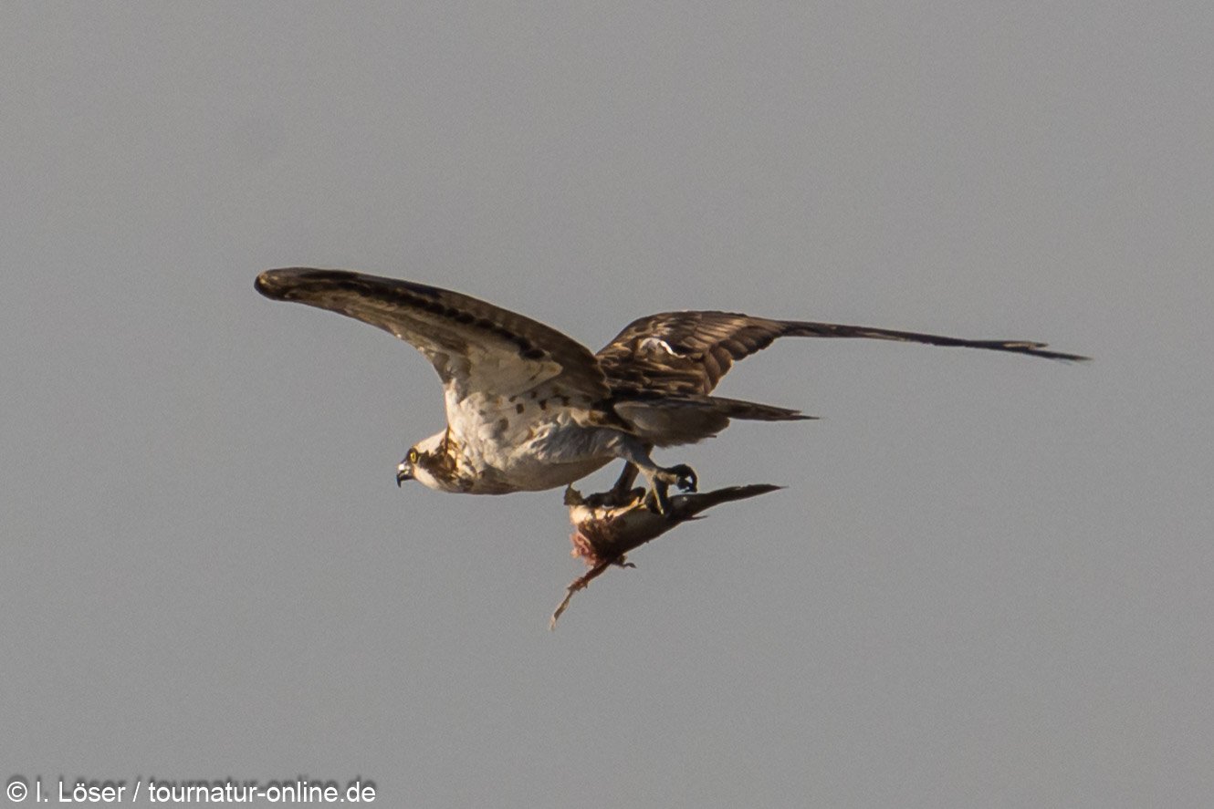 Fischadler - osprey (Pandion haliaetus)