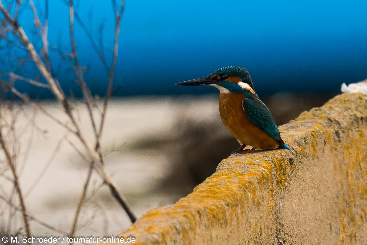 Eisvogel - Kingfisher (Alcedo atthis) im Ebro Delta