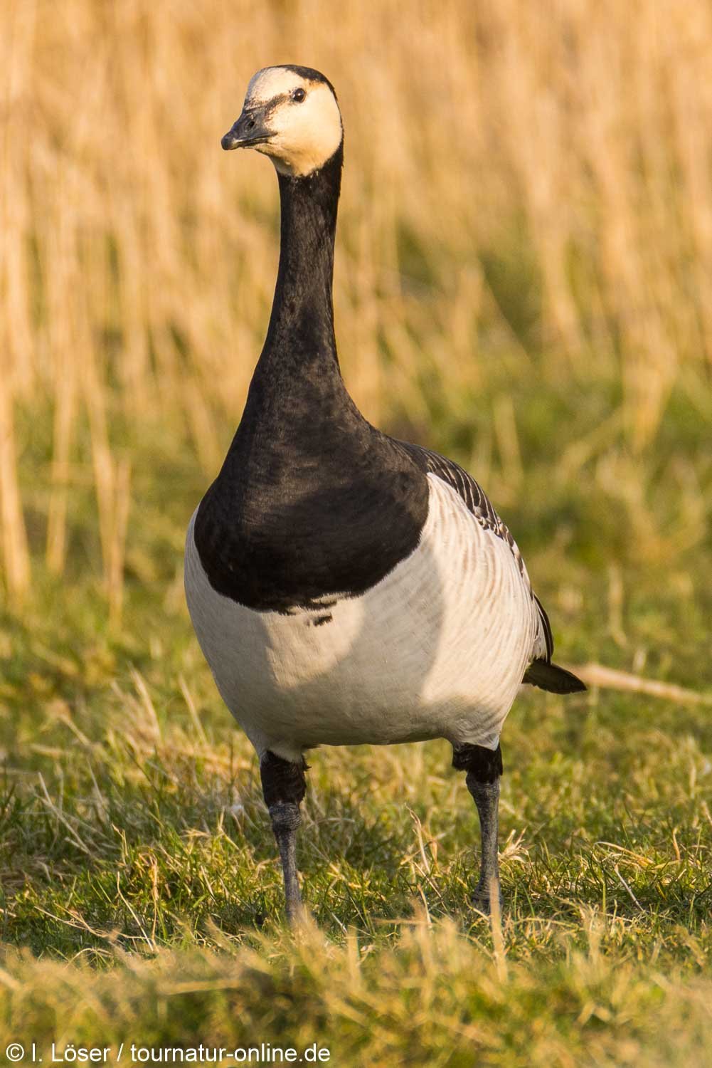 Weißwangengans - Nonnengans - barnacle goose (Branta leucopsis) 