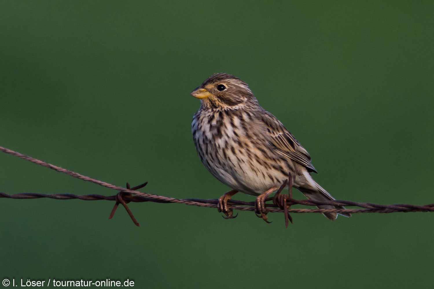 Grauammer - corn bunting (Emberiza calandra)