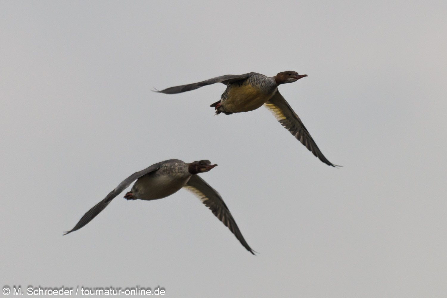 Gänsesäger - common merganser or goosander (Mergus merganser)