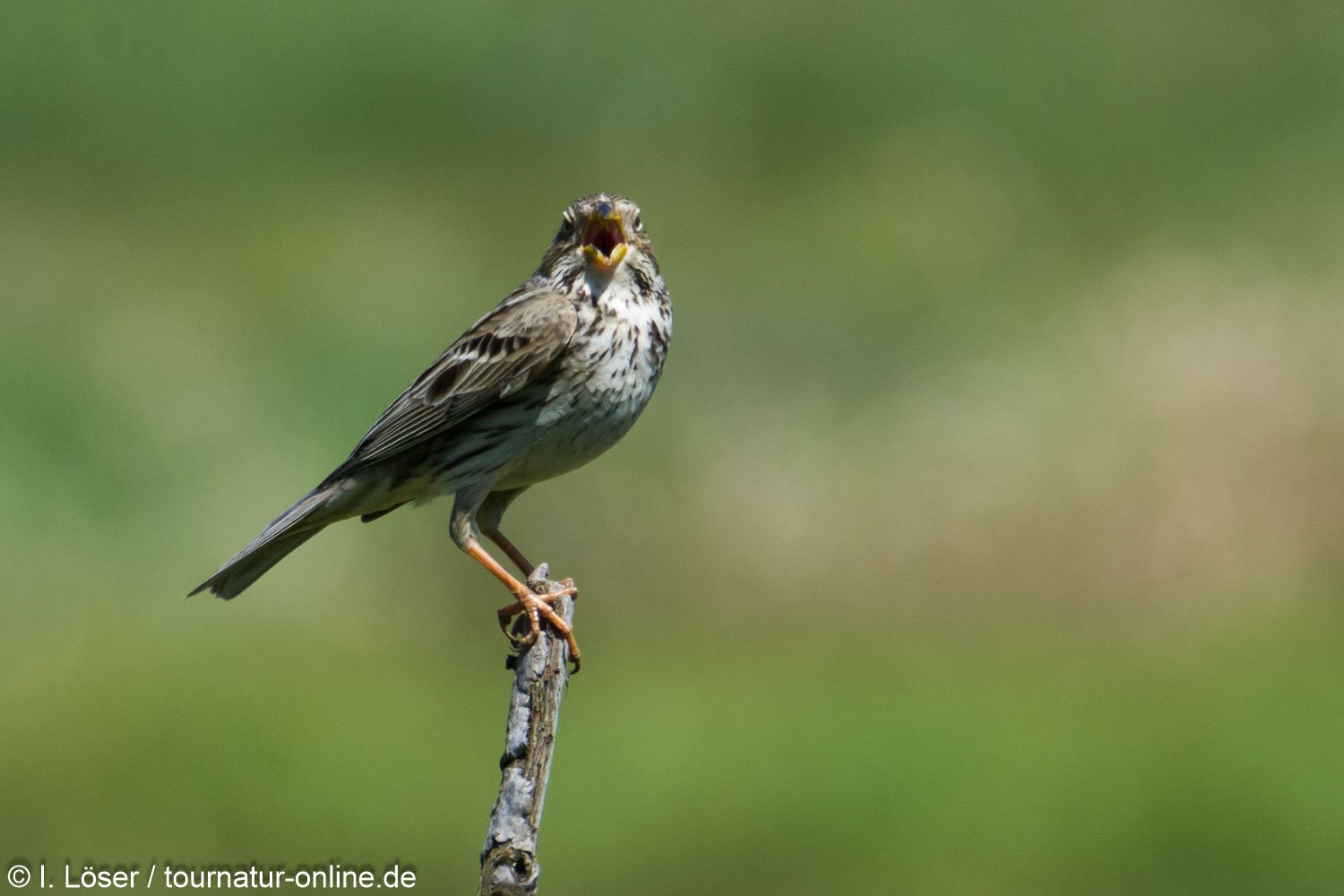 Grauammer - corn bunting (Emberiza calandra)