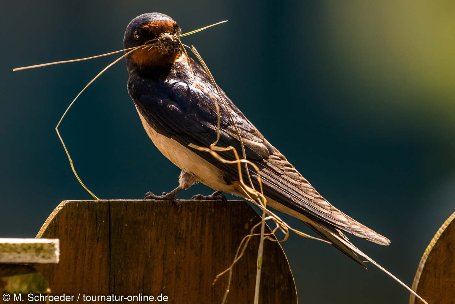 Rauchschwalbe - barn swallow (Hirundo rustica)