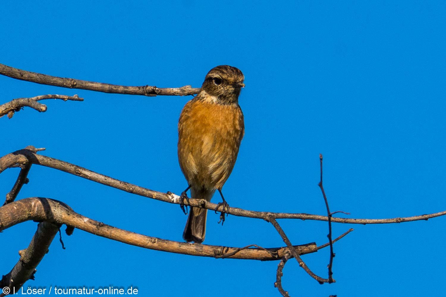 Schwarzkehlchen - European stonechat (Saxicola rubicola)