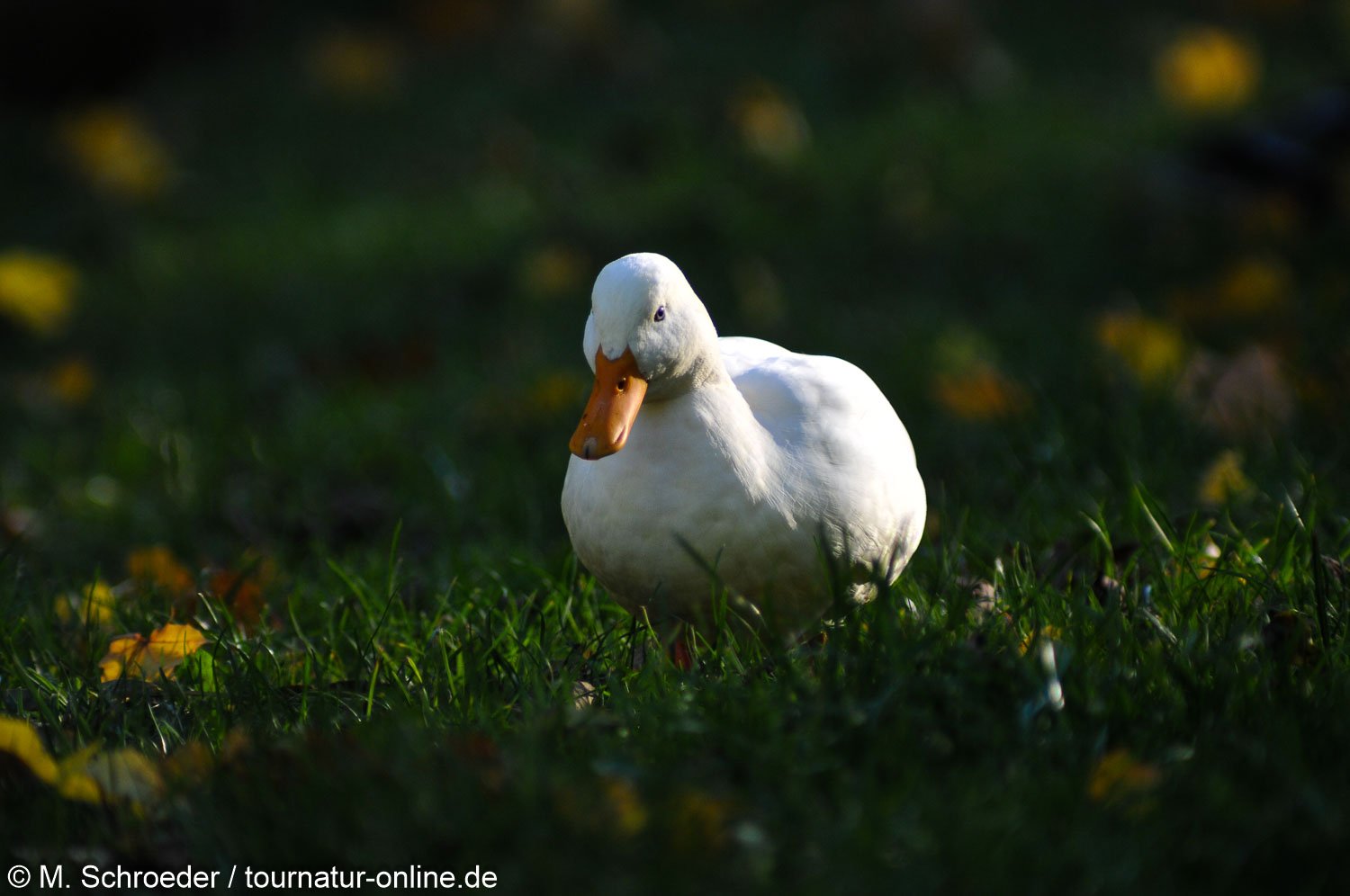 Hausgans - Domestic geese (Anser anser domesticus)