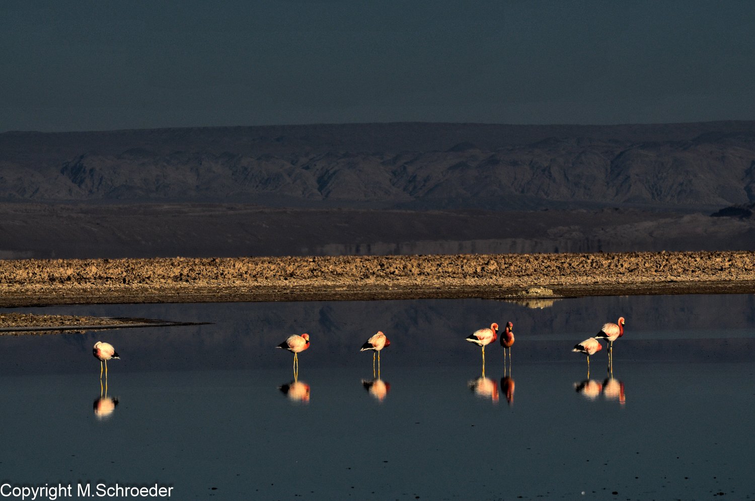 Flamingos im Salar de Atacama