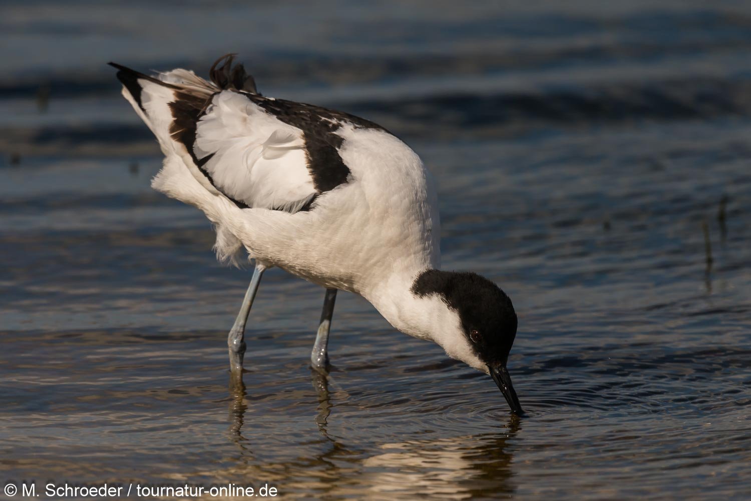 Säbelschnäbler - pied avocet (Recurvirostra avosetta)