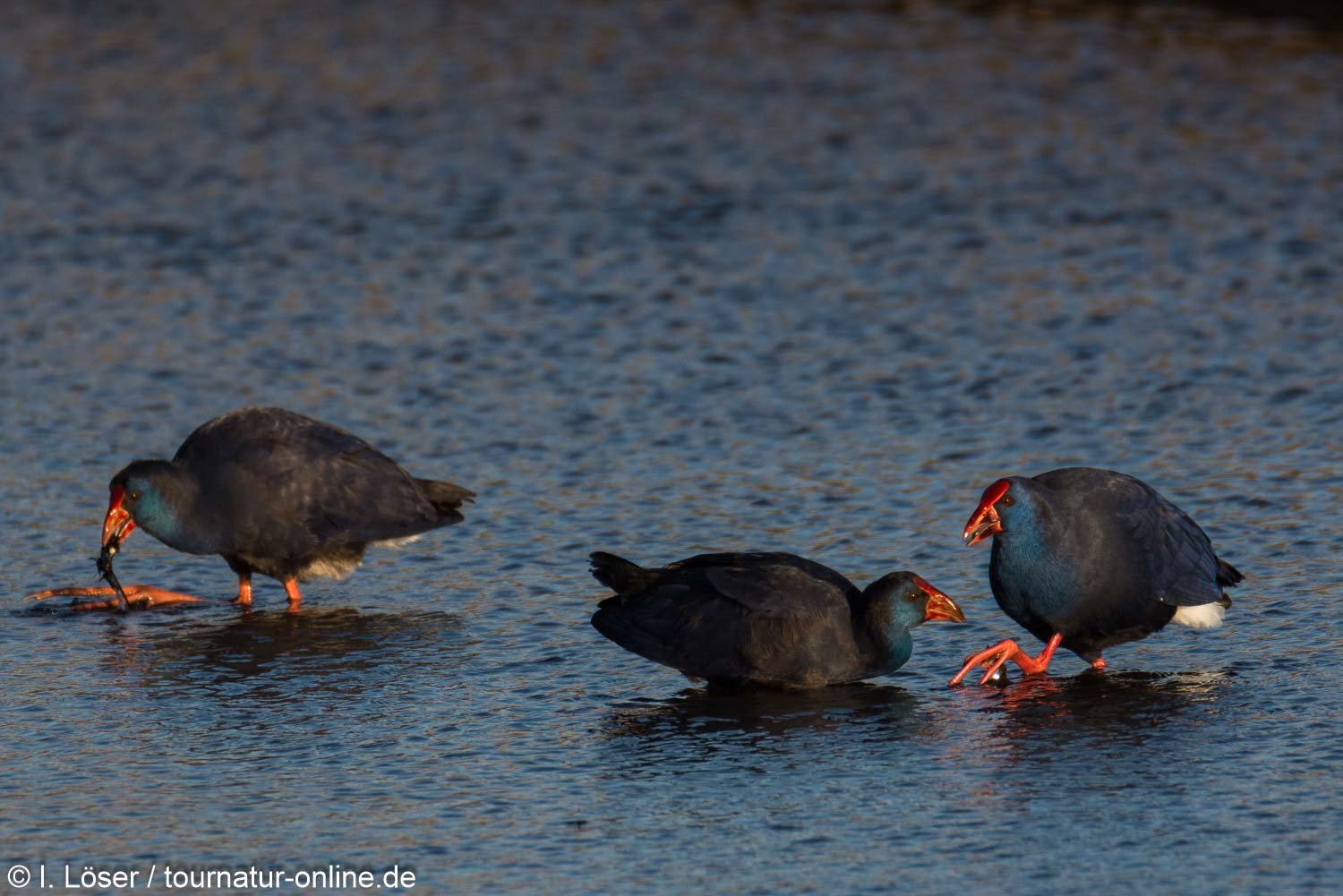 Purpurhuhn - western swamphen (Porphyrio porphyrio) 