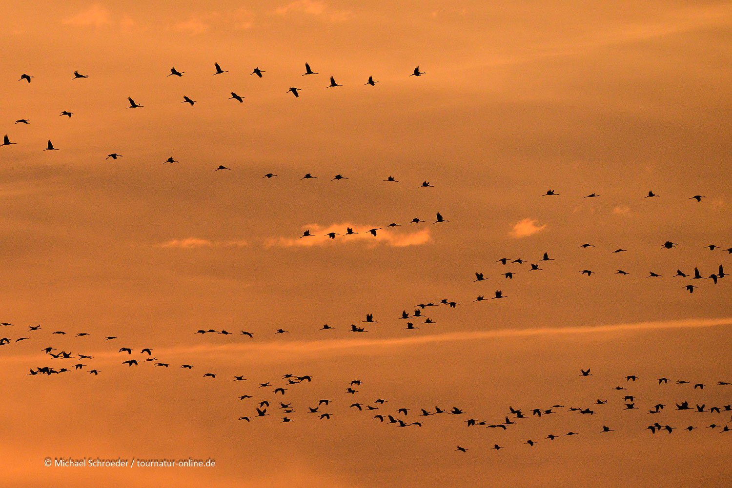 Kraniche in der Diepholzer Moorniederung