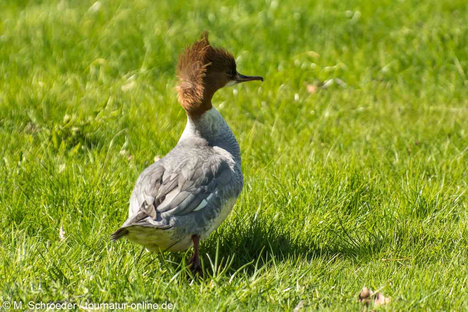 Gänsesäger - common merganser or goosander (Mergus merganser)