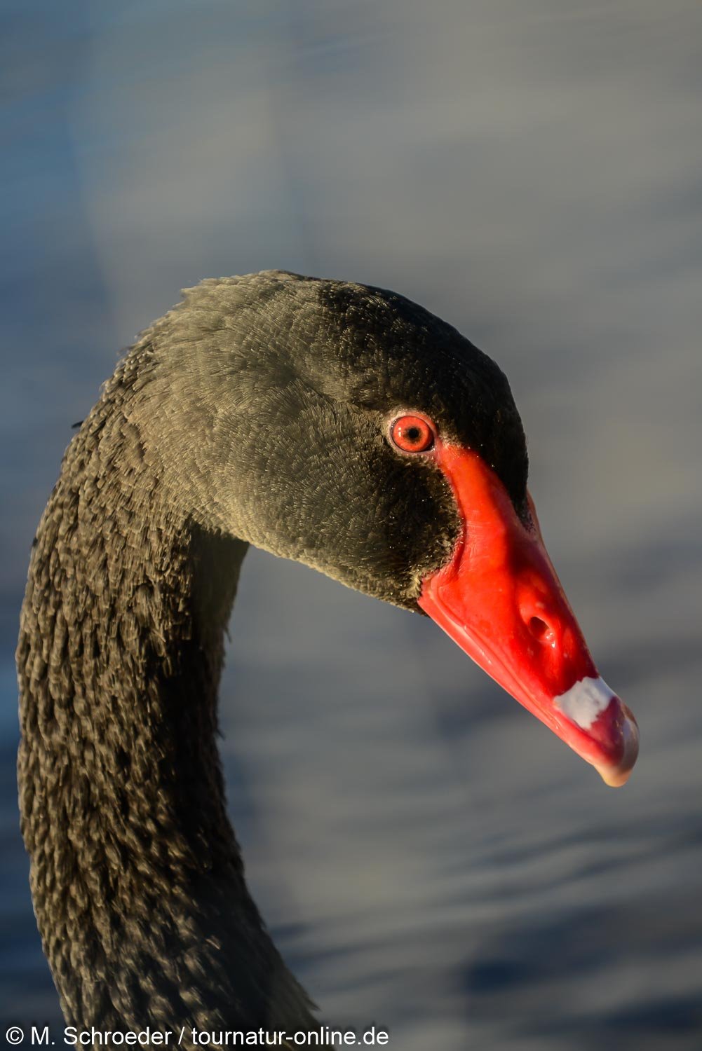 Trauerschwan - black swan (Cygnus atratus)