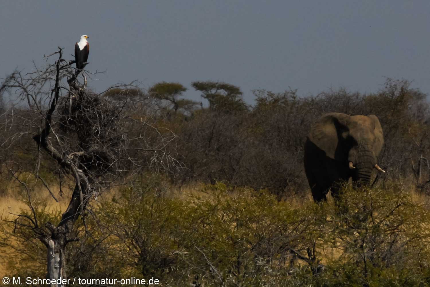 bald eagle (Haliaeetus leucocephalus