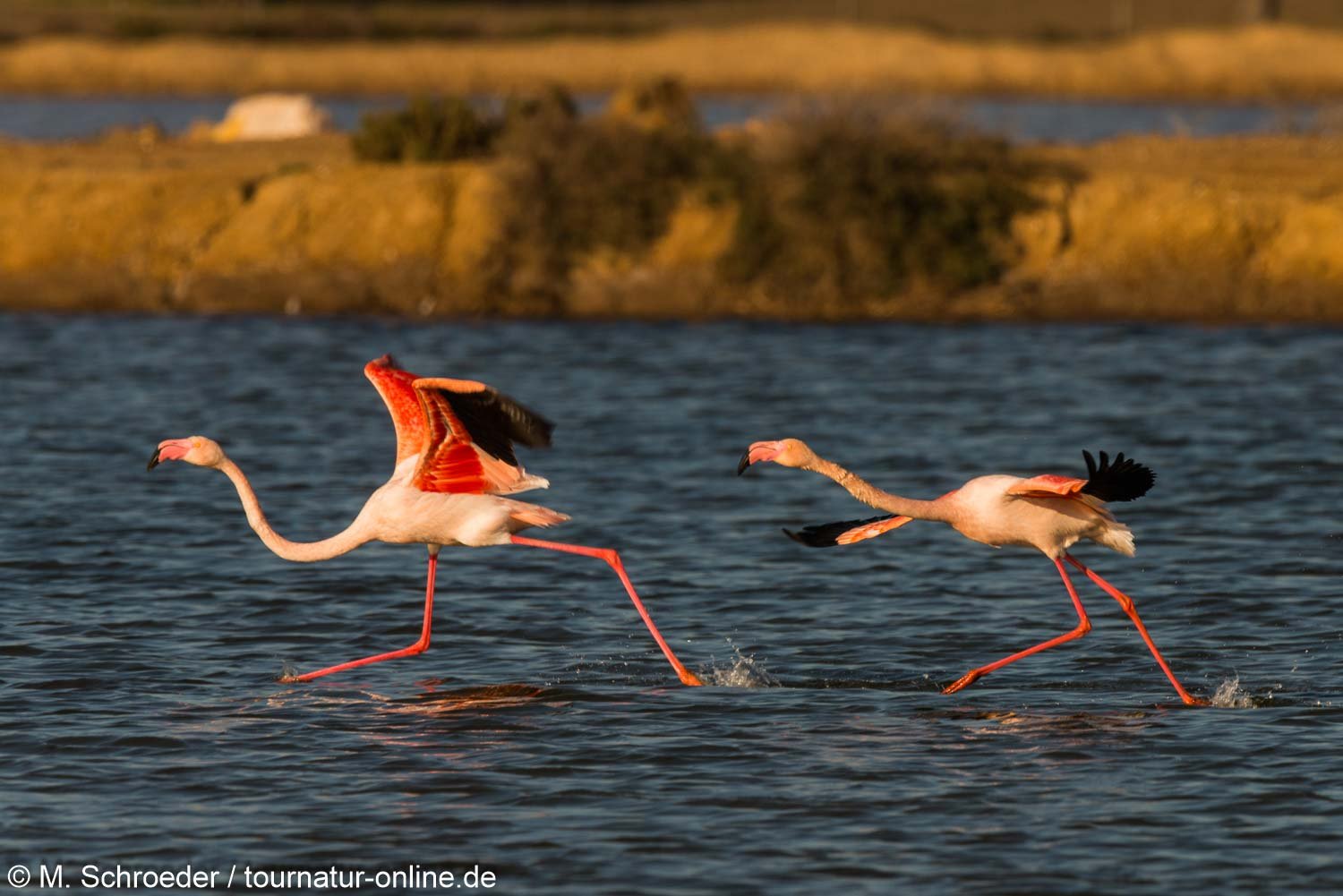 Rosaflamingo - greater flamingo (Phoenicopterus roseus)