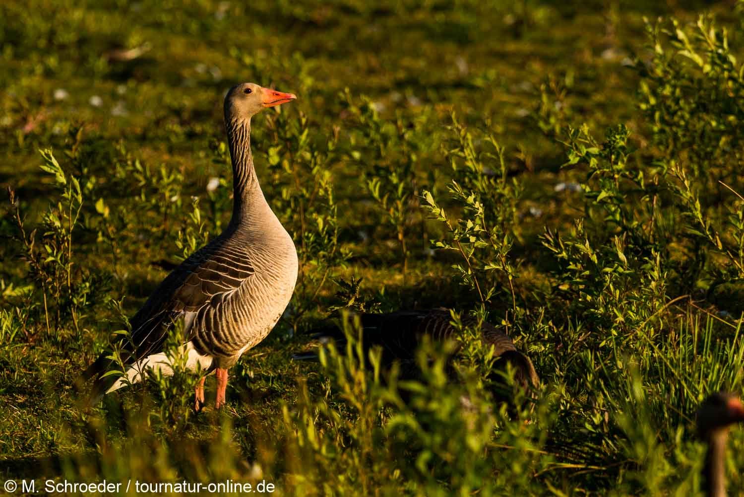 Graugans - greylag goose (Anser anser) 