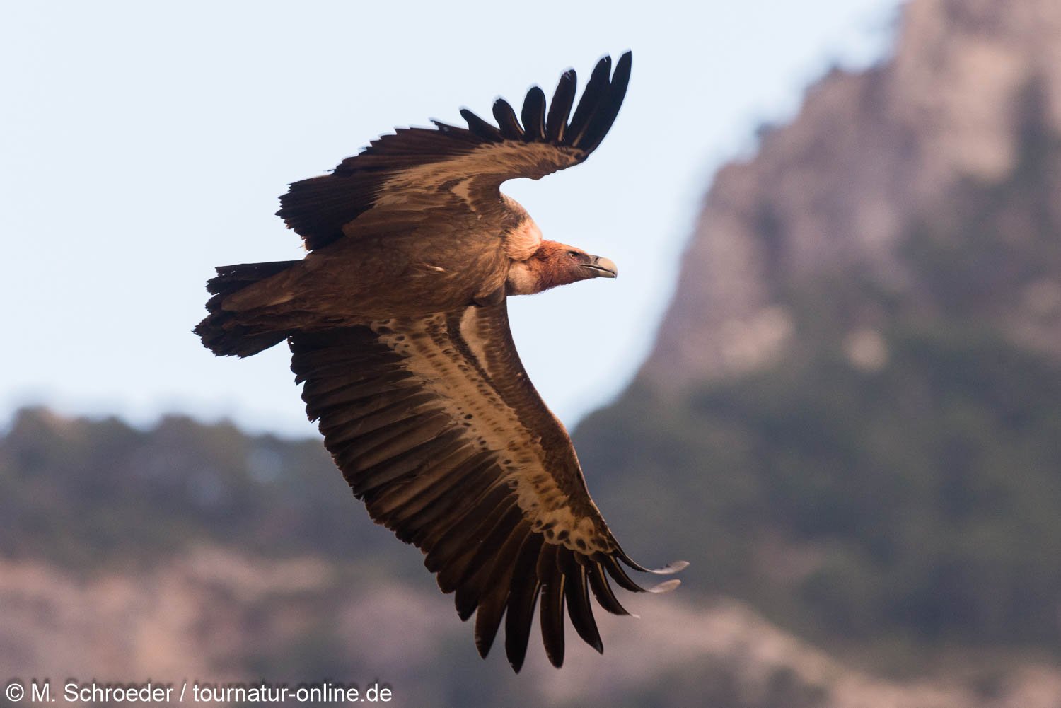 Gänsegeier in der Extremadura - griffon vulture (Gyps fulvus)