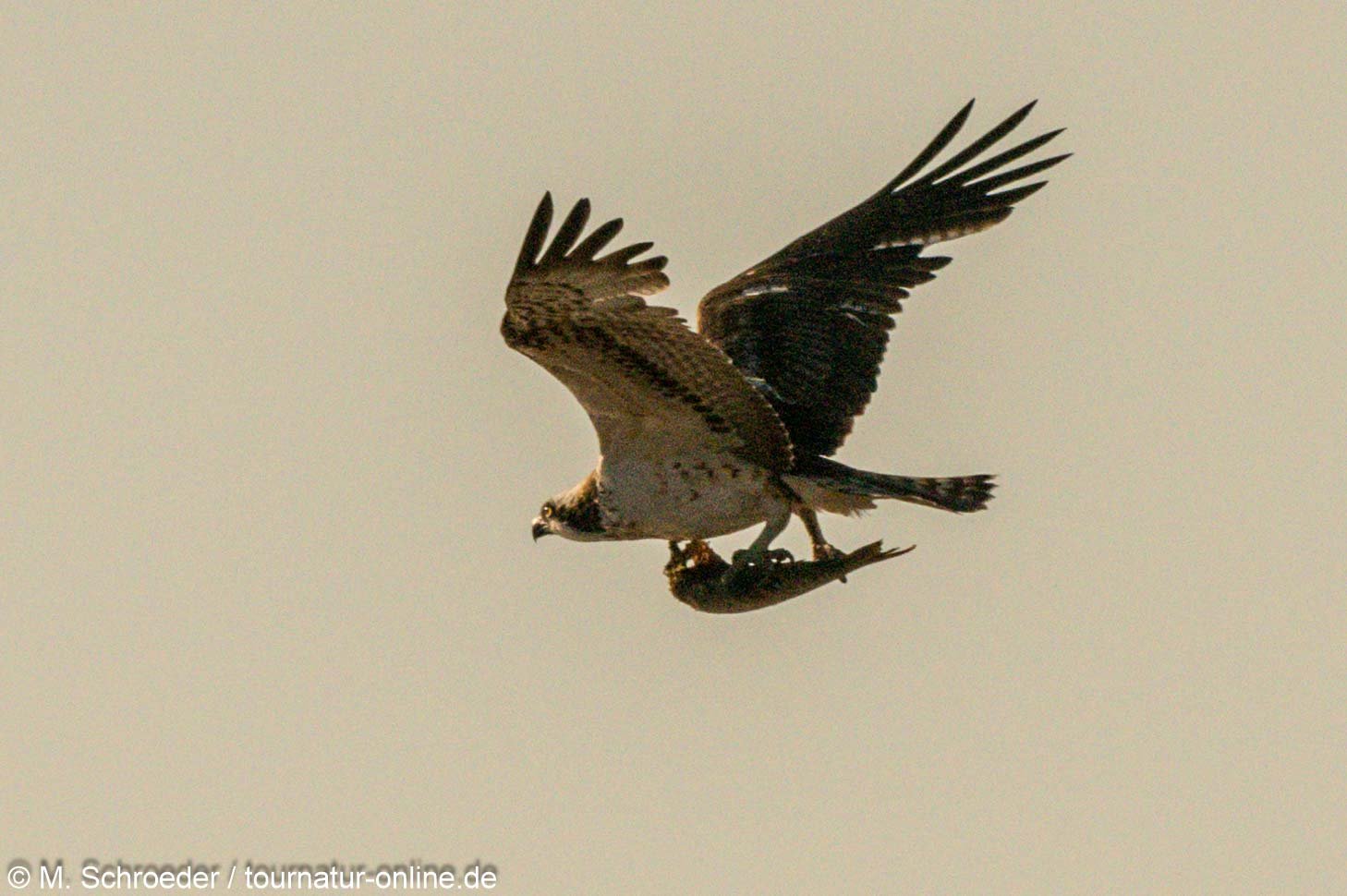 Fischadler - osprey (Pandion haliaetus)