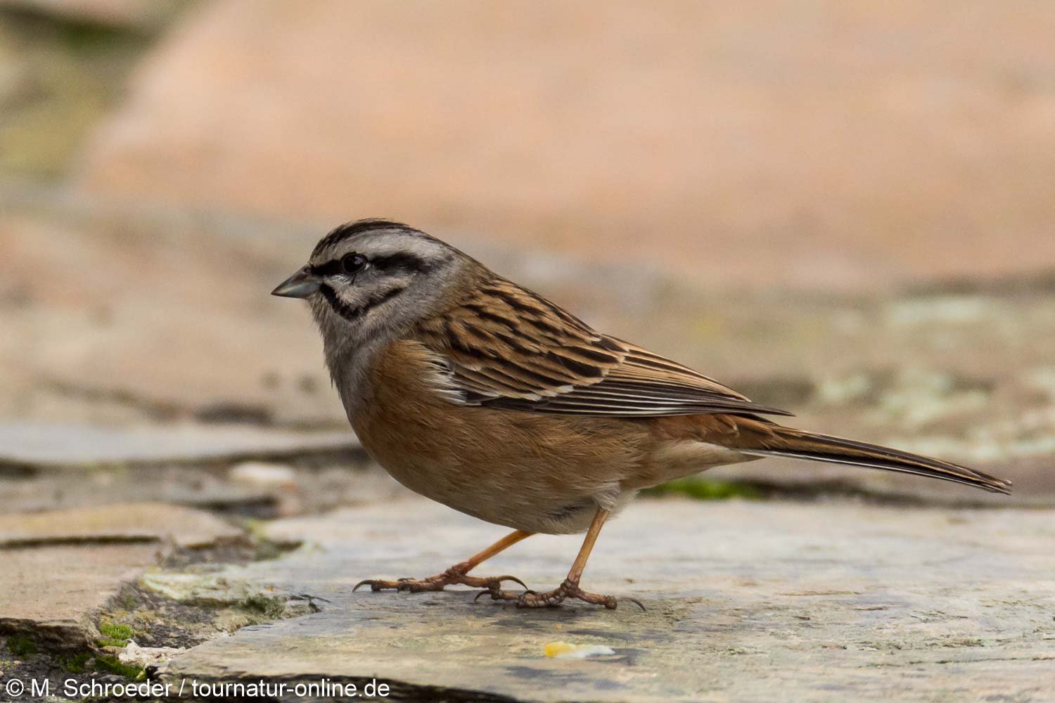 Zippammer - rock bunting (Emberiza cia)