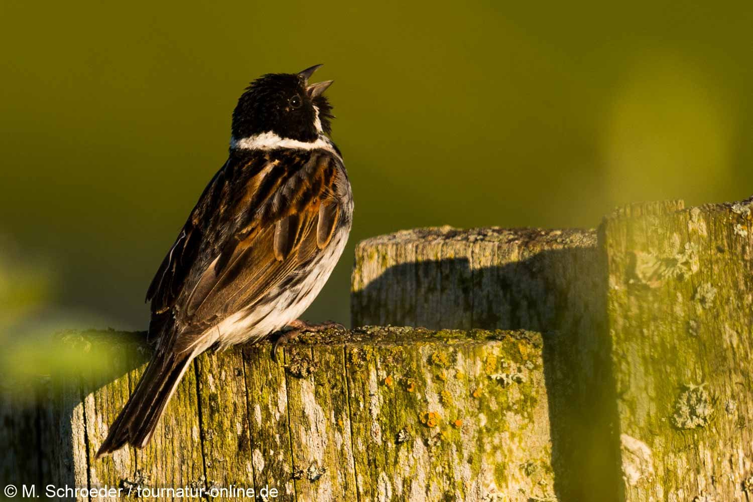 Rohrammer - common reed bunting (Emberiza schoeniclus)