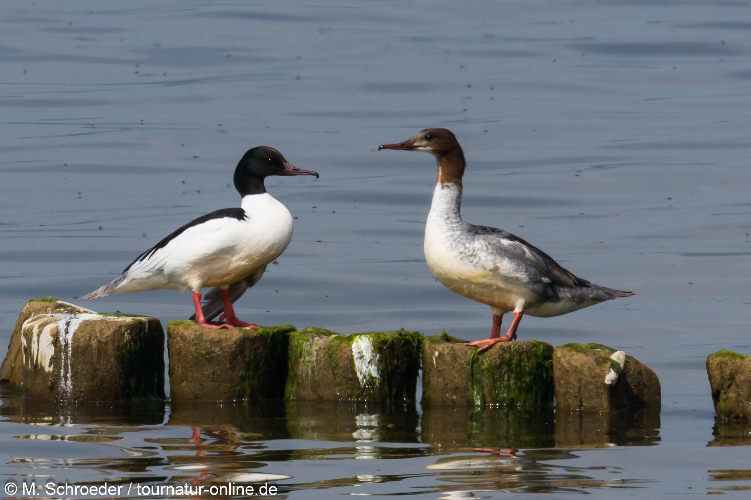 Gänsesäger - common merganser or goosander (Mergus merganser)