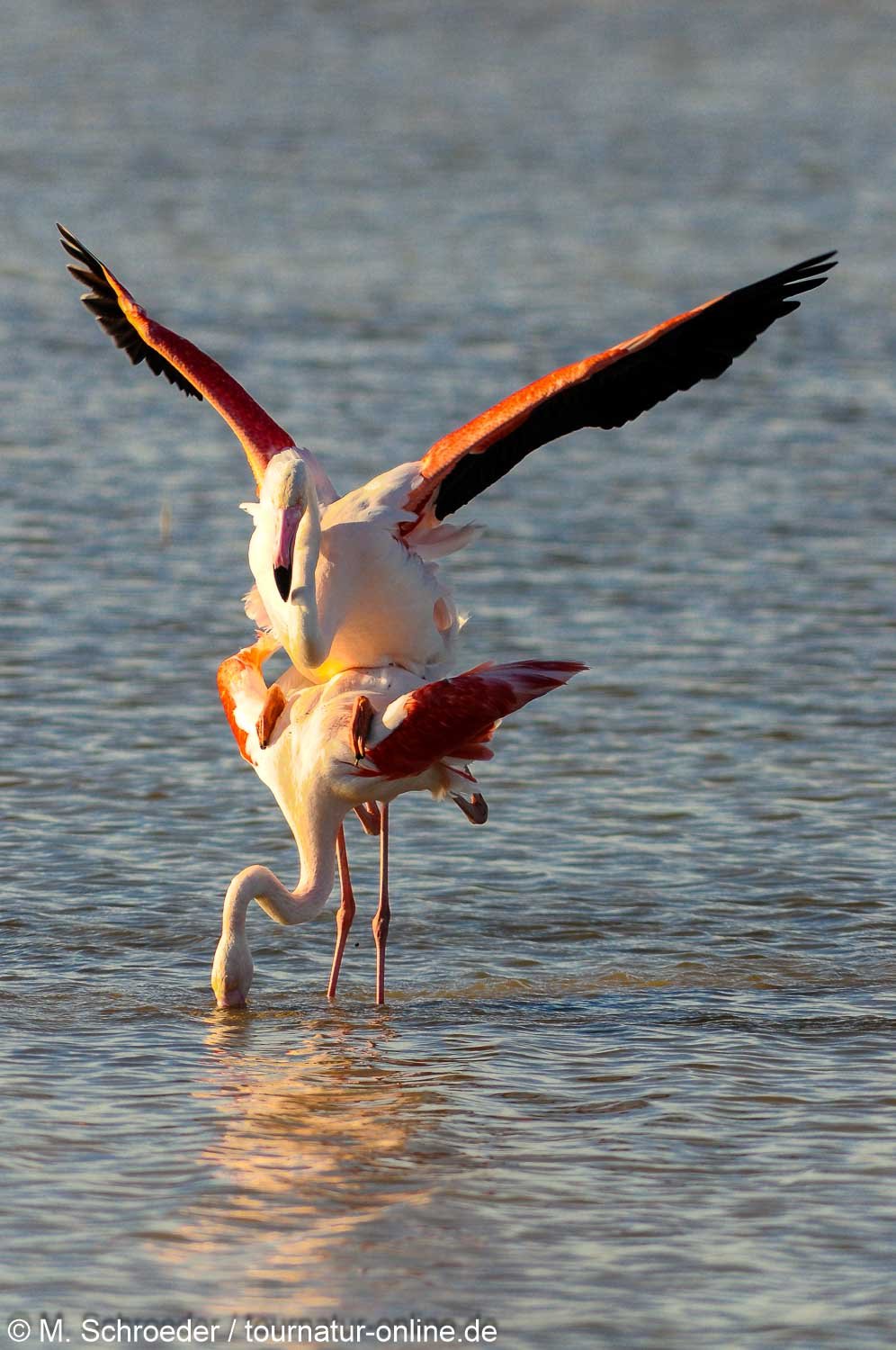 Rosaflamingo - greater flamingo (Phoenicopterus roseus)