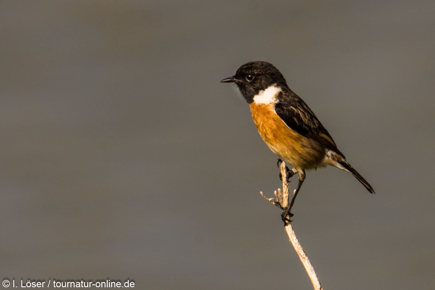 Schwarzkehlchen - European stonechat (Saxicola rubicola)