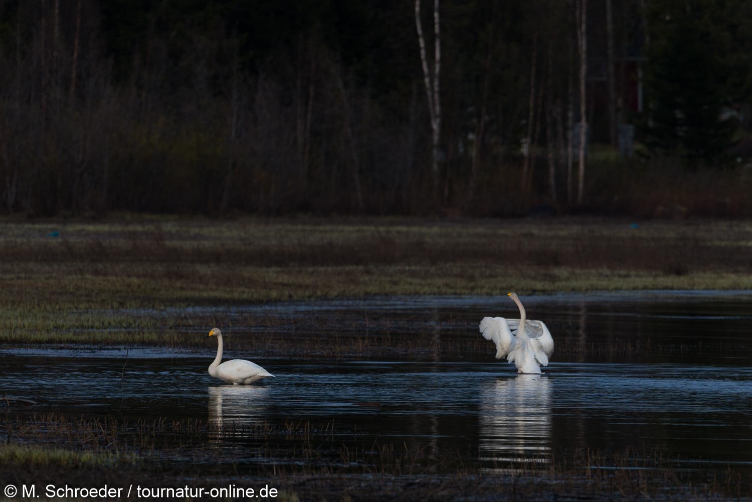 Singschwan - Whooper Swan (Cygnus)