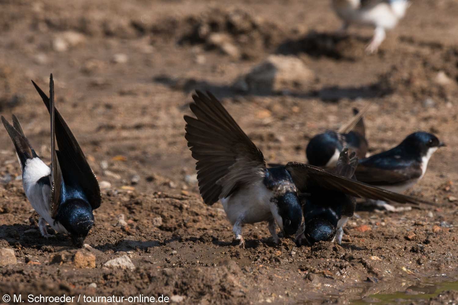 Mehlschwalbe - common house martin (Delichon urbicum)
