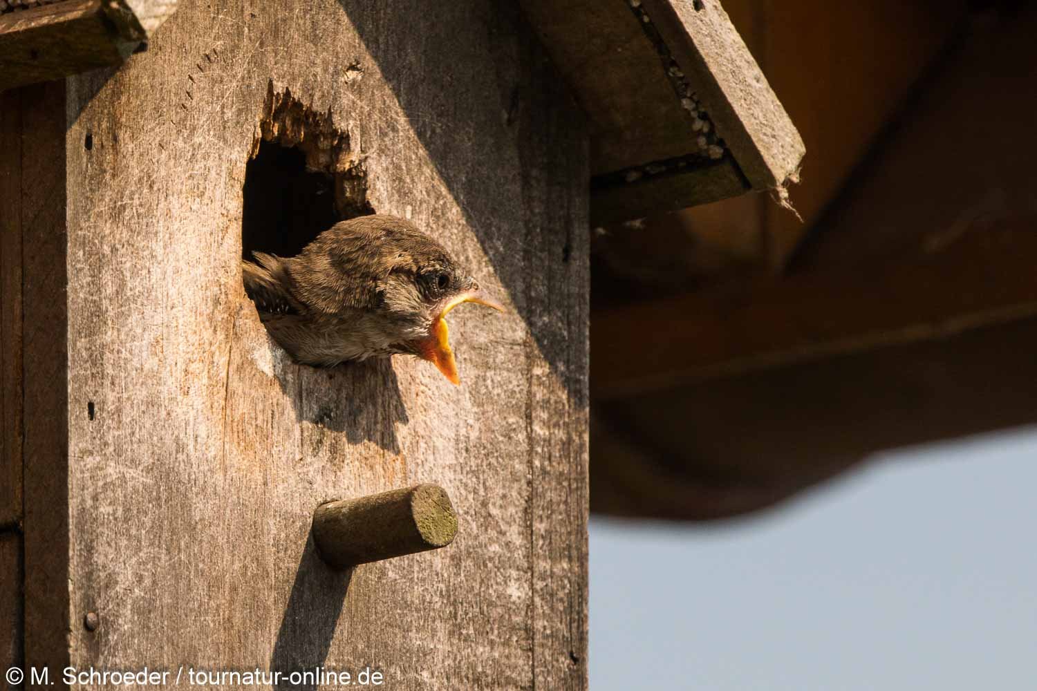 junger Haussperling - house sparrow (Passer domesticus))