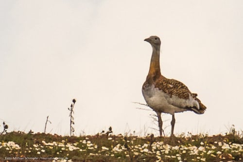 - La Serena - auf der Suche nach der Großtrappe