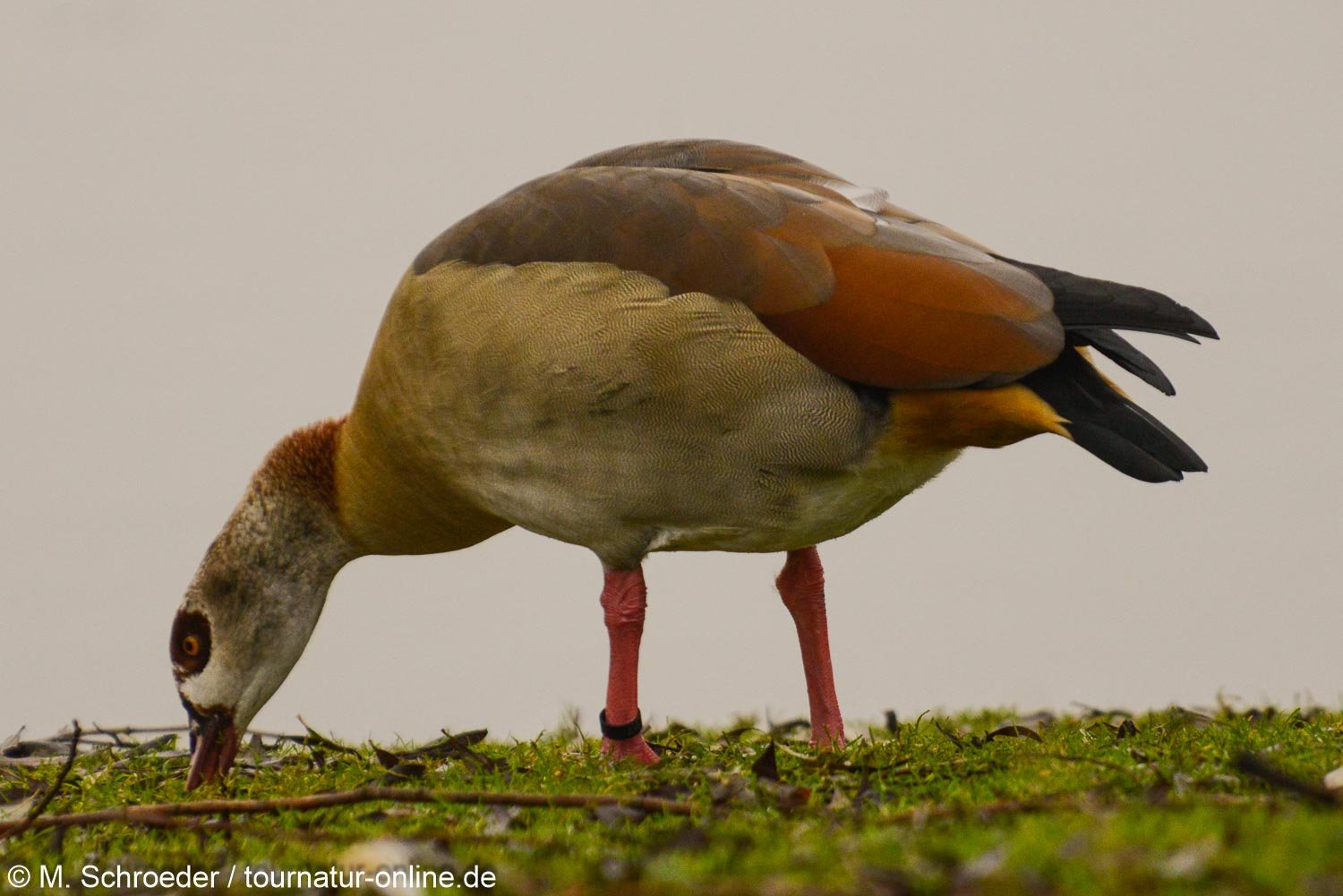 Nilgans - Egyptian goose (Alopochen aegyptiaca)