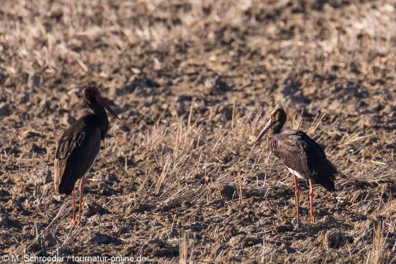 Schwarzstorch - black stork (Ciconia nigra)