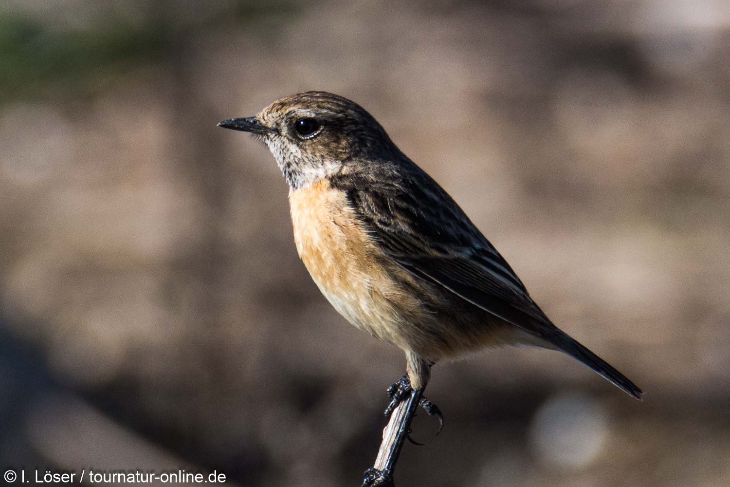 Schwarzkehlchen - European stonechat (Saxicola rubicola)